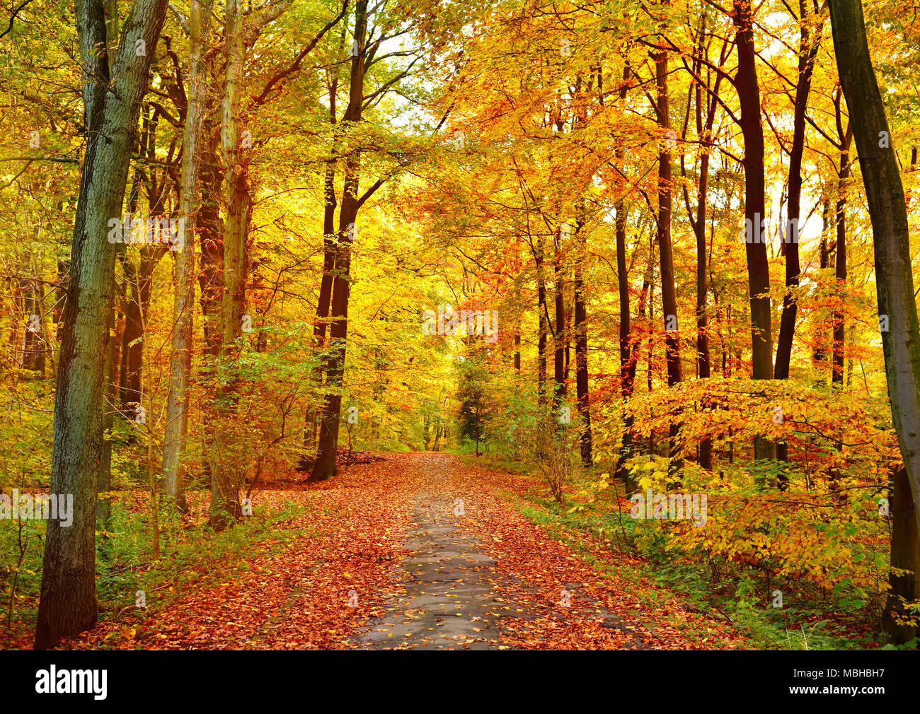 Herbst Wald Hintergrund mit Fußweg und Golden Sun. Herbst Szene mit Herbstlaub und farbenfrohe Bäume. Stockfoto