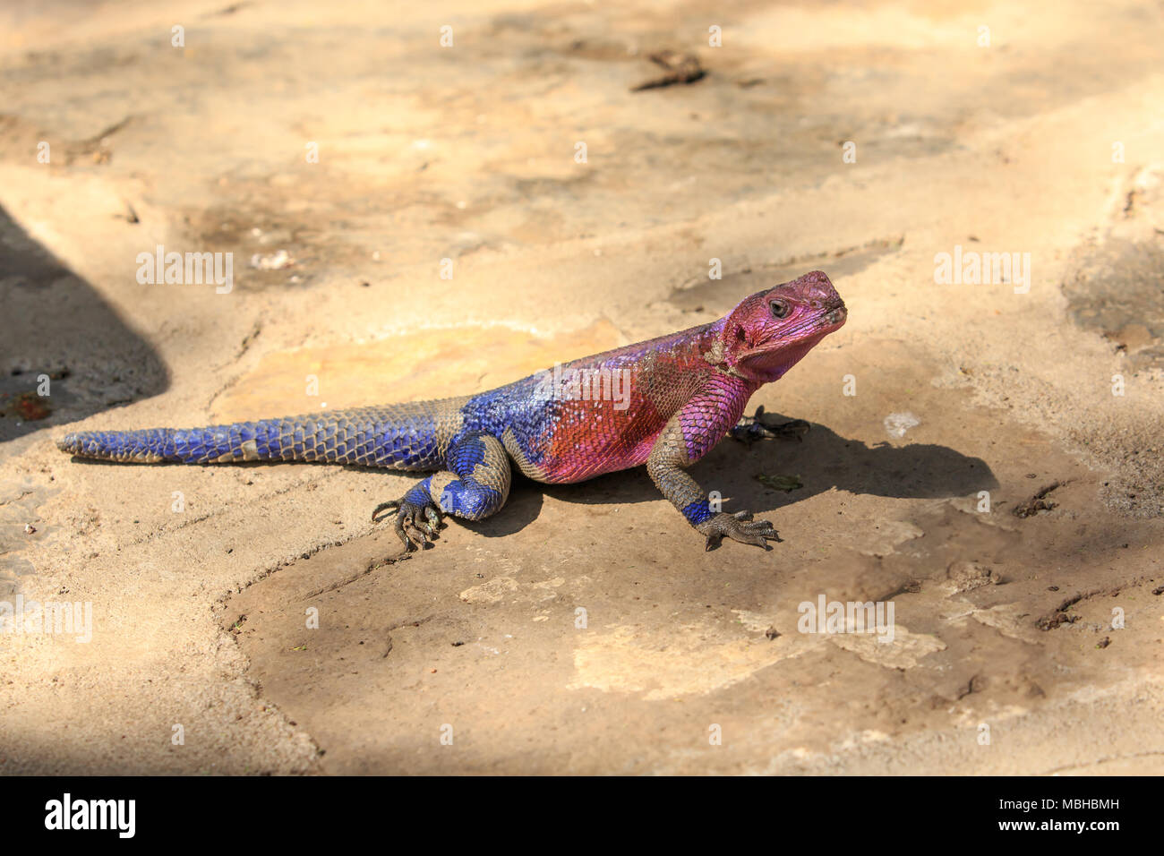 Die mwanza Flachbild-headed rock Agama agama oder die Spider-Man, wegen ihrer Färbung, ist eine Echse in der Familie Agamidae, in Ostafrika gefunden. Stockfoto