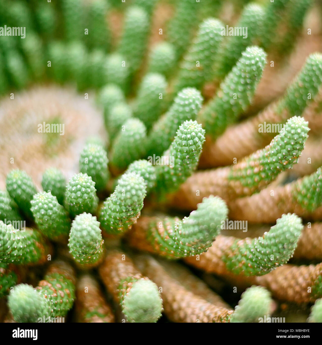 Grünen Kaktus oder Wüste Anlage mit selektiven Fokus. Nahaufnahme oder Makroaufnahme eines Kaktus. Stockfoto