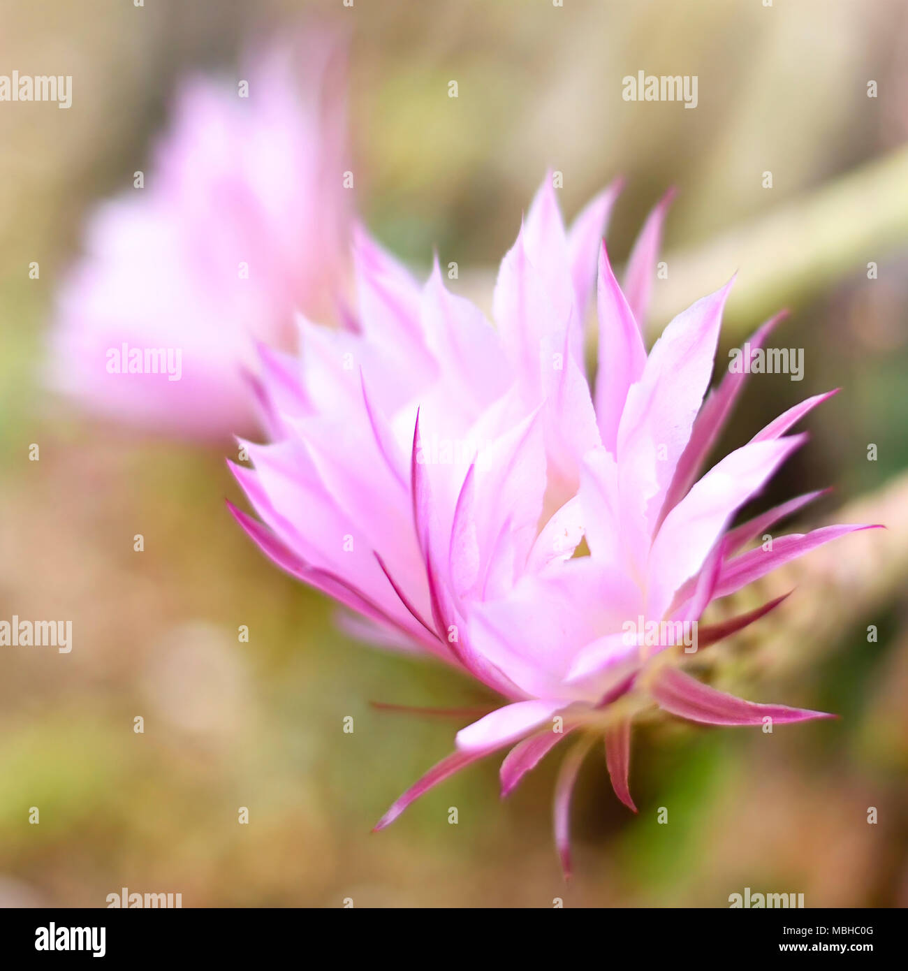 Blühende Kakteen mit selektiven Fokus und Pink oder rosa Blüten. Wüste Anlage mit wunderschönen Blumen. Stockfoto