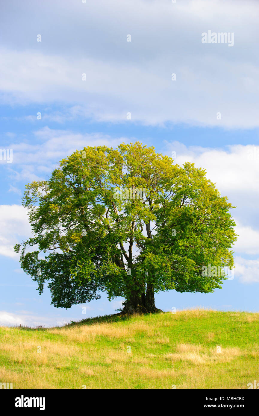 Single big Buche im Feld mit perfekter Baumkrone. Stockfoto