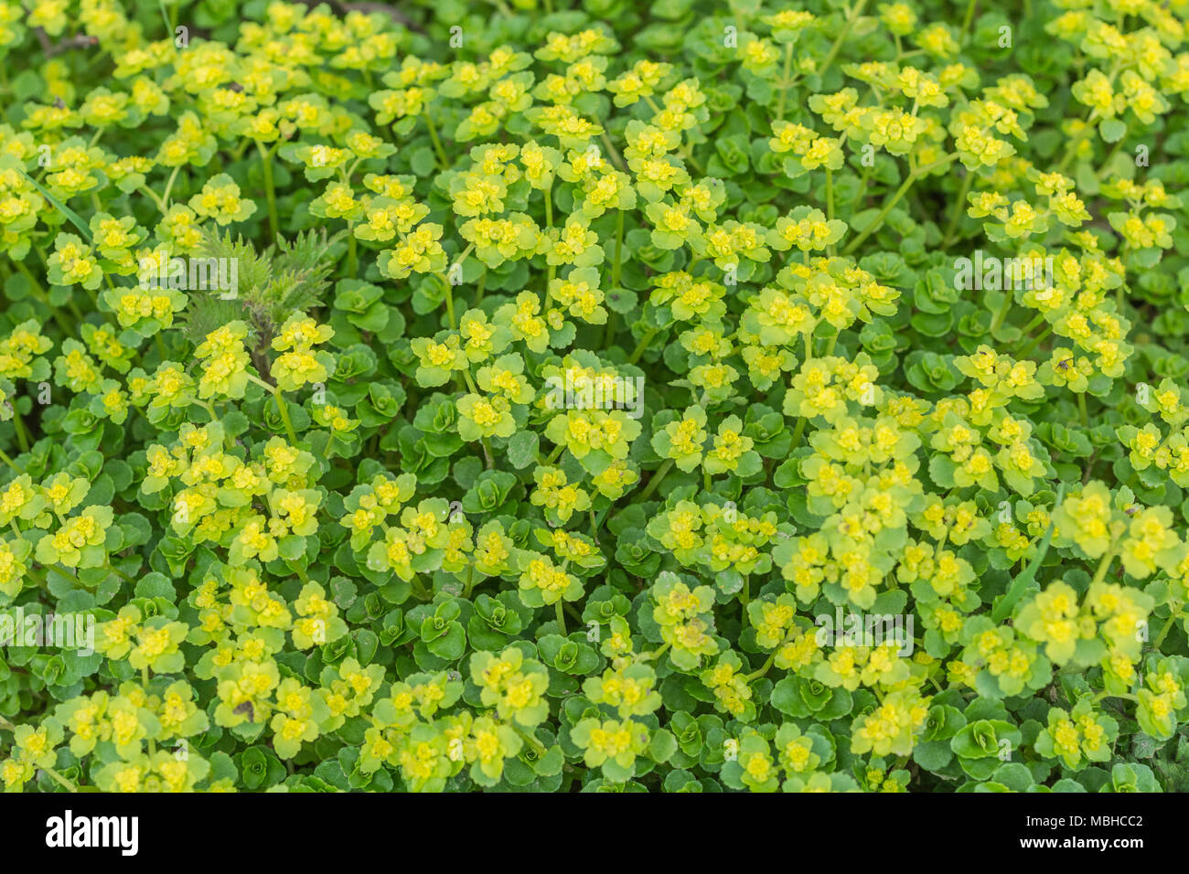 Masse der Blüte (Frühling) Opposite-Leaved Golden Steinbrech - eine Wasser-liebende Pflanze, die gegessen werden kann und hat. Stockfoto