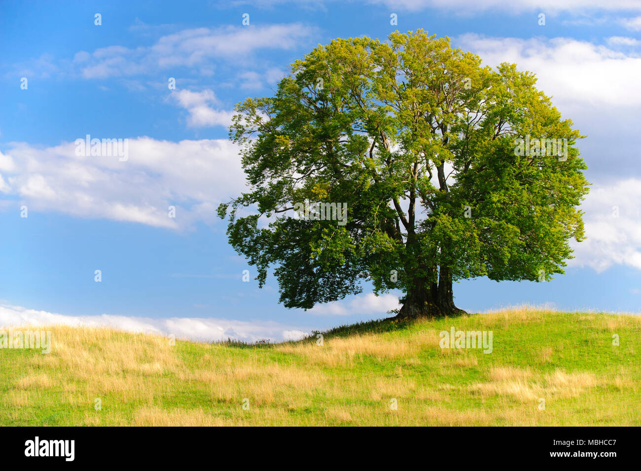 Single big Buche im Feld mit perfekter Baumkrone. Stockfoto