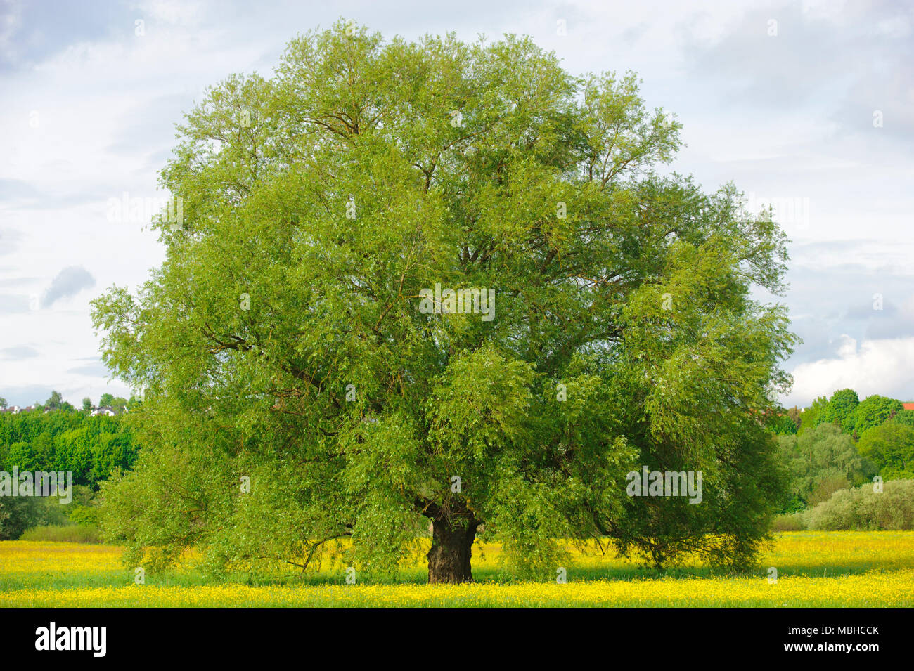 Einzige große Willow Tree im Feld mit perfekter Baumkrone. Stockfoto