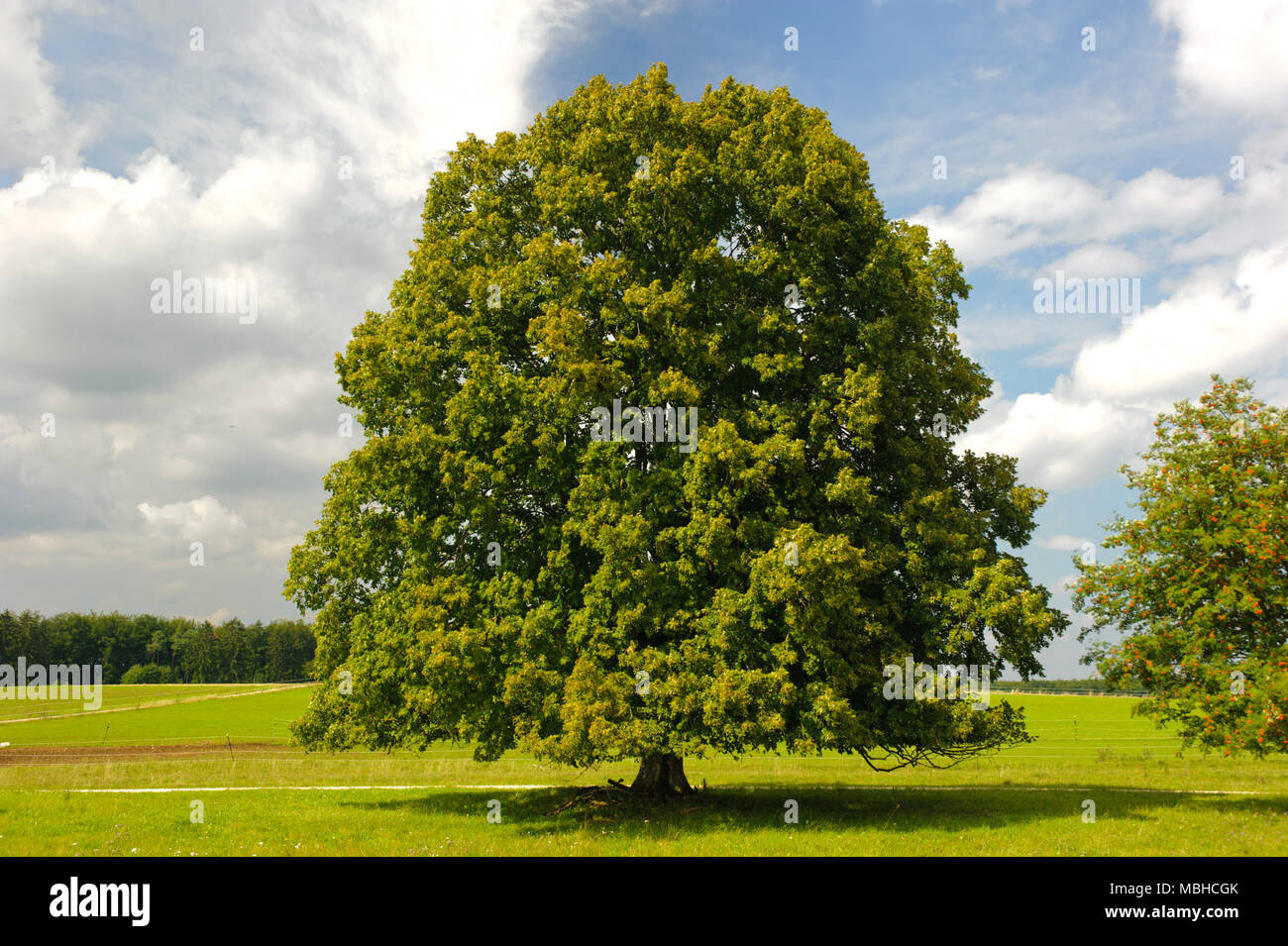 Single big Linde im Feld mit perfekter Baumkrone. Stockfoto