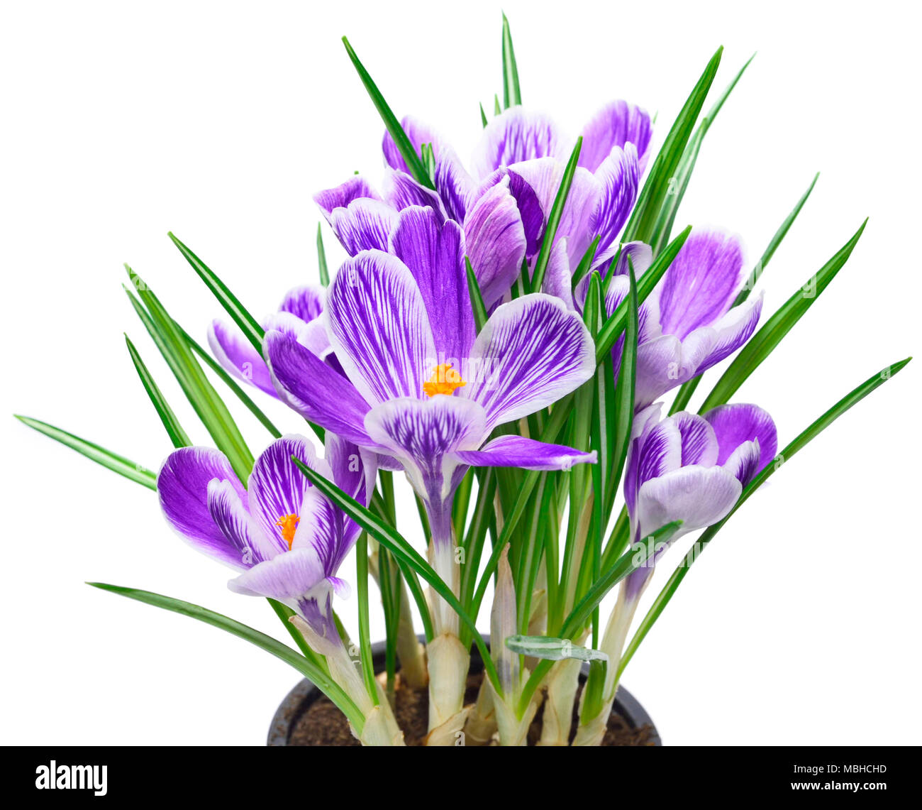 Lila Krokusse, Frühlingsblumen wit selektiven Fokus. Isolierte blau crocus Blumen. Auf weissem Hintergrund. Stockfoto