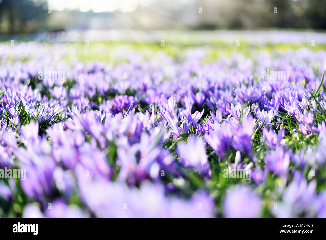Lila Krokusse, Frühlingsblumen wit selektiven Fokus. Idyllische Frühlingswiese und blauen Krokus Blumen. Stockfoto
