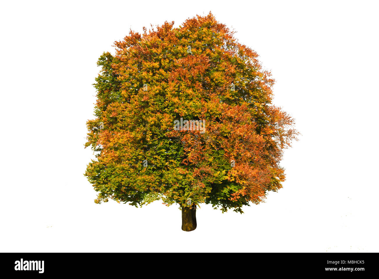 Single big Buche mit perfekter Baumkrone im Herbst isoliert Stockfoto
