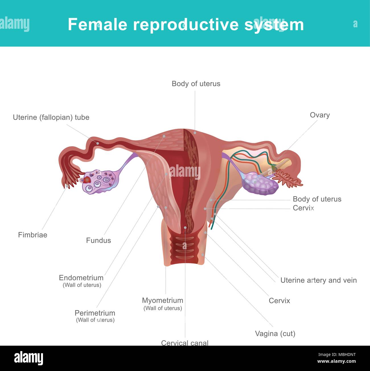 Der weiblichen reproduktiven System (oder weibliche genitale System) enthält zwei Teile des Uterus, welche Hosts des Fötus, produziert die vaginalen und u Stock Vektor