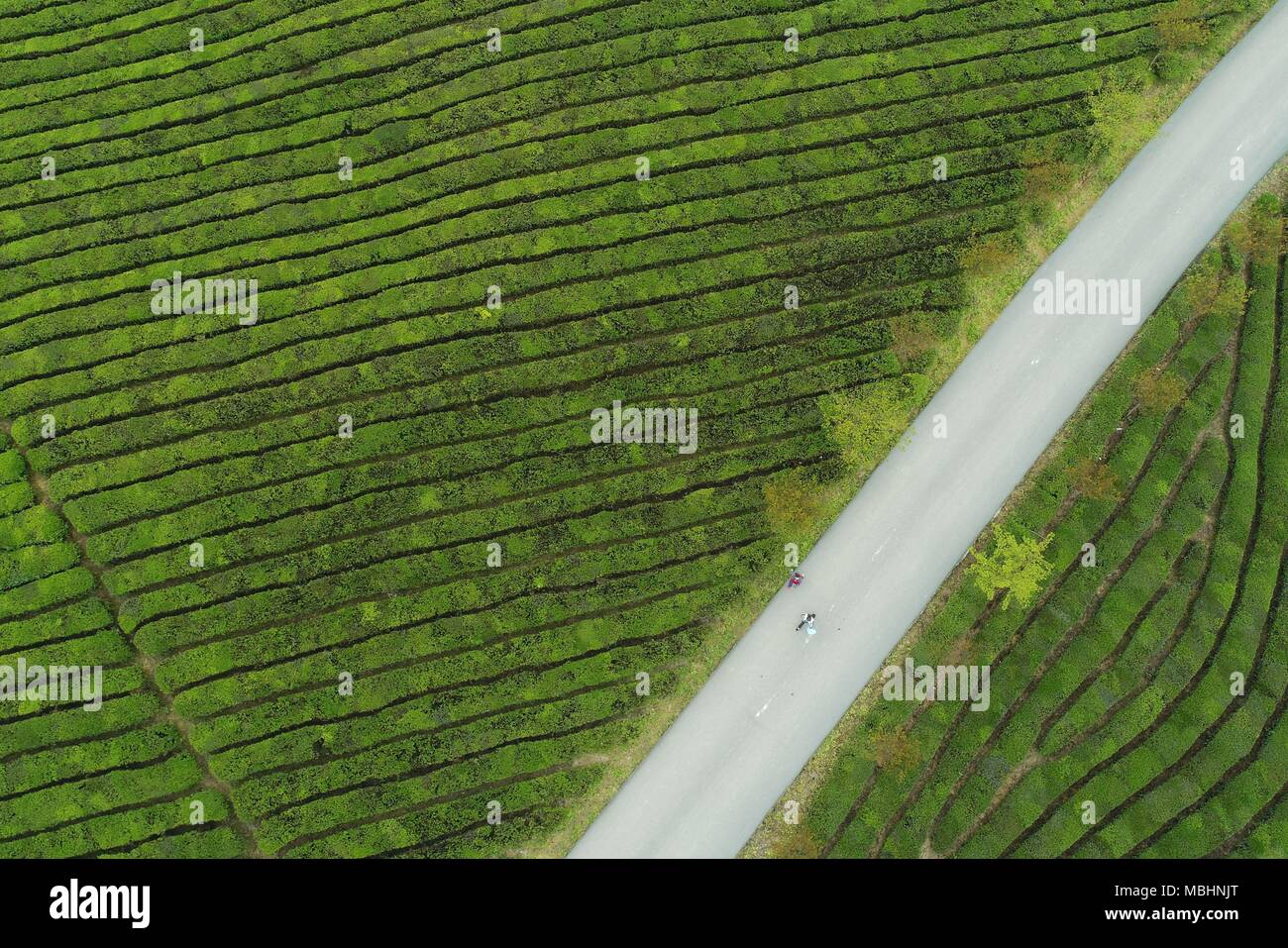 (180411) -- MEITAN, 11. April 2018 (Xinhua) - luftaufnahme am 11 April, 2018 zeigt einen Teegarten im Township von Meitan Yongxing, Südwesten Chinas Provinz Guizhou. (Xinhua/Ou Dongqu) (zkr) Stockfoto