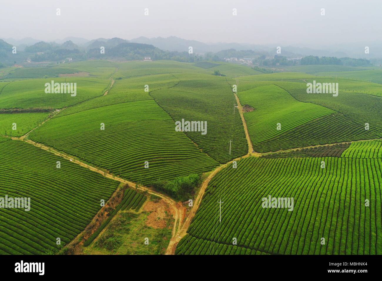 (180411) -- MEITAN, 11. April 2018 (Xinhua) - luftaufnahme am 11 April, 2018 zeigt einen Teegarten im Township von Meitan Yongxing, Südwesten Chinas Provinz Guizhou. (Xinhua / Liu Xu) (zkr) Stockfoto