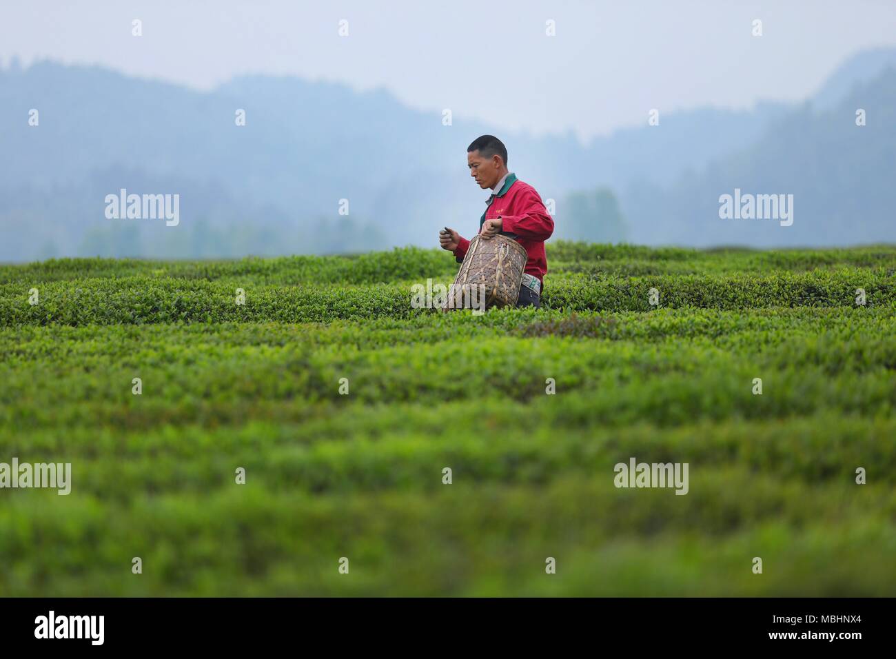 (180411) -- MEITAN, 11. April 2018 (Xinhua) - ein Kaffee Bauer holt Tee im Tea Garden in Yongxing Township von Meitan, Südwesten Chinas Provinz Guizhou, 11. April 2018. (Xinhua / Liu Xu) (zkr) Stockfoto