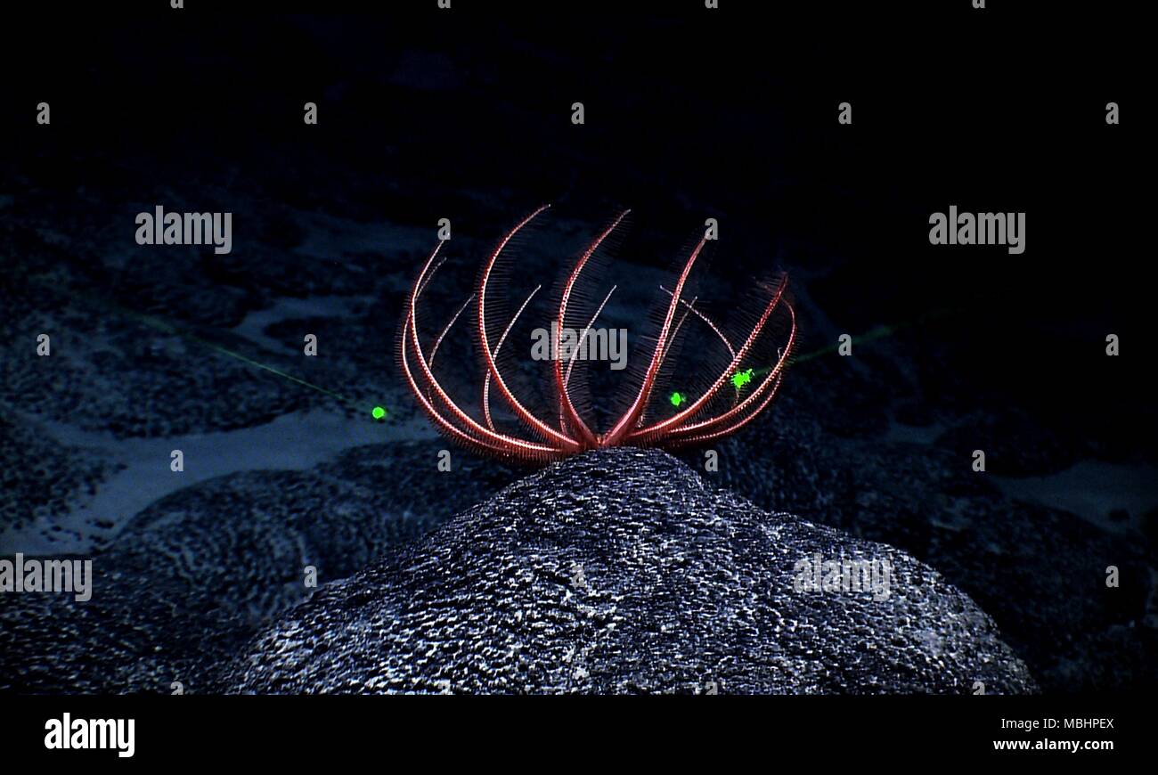 An Bord Kexue. 9 Apr, 2018. Foto auf April 9, 2018 zeigt die Seesterne auf Magellan Seamounts im Westpazifik. Chinesische Wissenschaftler an Bord des Forschungsschiffes Kexue, oder "Wissenschaft" im wahrsten Sinne des Wortes, die Forschung über die Magellan Seamounts im Westpazifik. Credit: Zhang Jiansong/Xinhua/Alamy leben Nachrichten Stockfoto