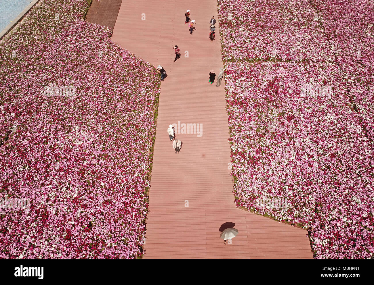 (180411) - Guangzhou, 11. April 2018 (Xinhua) - Luftaufnahme auf April 8, 2018 zeigt der Blick auf die Blumen an haixinsha Park in Guangzhou, der Hauptstadt der Provinz Guangdong im Süden Chinas. (Xinhua / Cai Yang) (xzy) Stockfoto