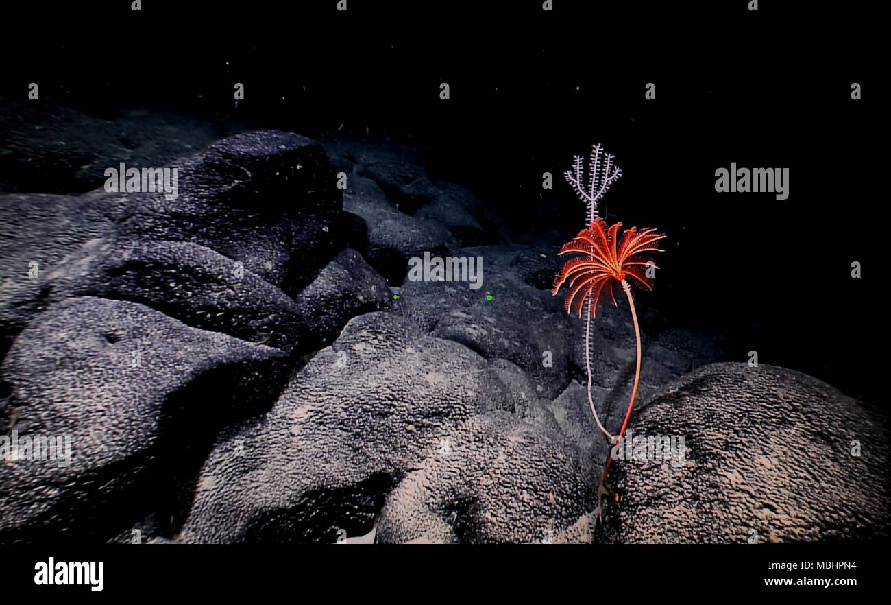 An Bord Kexue. 8 Apr, 2018. Foto am 8. April, 2018 zeigt die Korallen auf Magellan Seamounts im Westpazifik. Chinesische Wissenschaftler an Bord des Forschungsschiffes Kexue, oder "Wissenschaft" im wahrsten Sinne des Wortes, die Forschung über die Magellan Seamounts im Westpazifik. Credit: Zhang Jiansong/Xinhua/Alamy leben Nachrichten Stockfoto