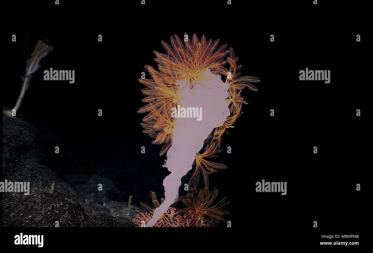 An Bord Kexue. 9 Apr, 2018. Foto auf April 9, 2018 zeigt den Schwamm auf Magellan Seamounts im Westpazifik. Chinesische Wissenschaftler an Bord des Forschungsschiffes Kexue, oder "Wissenschaft" im wahrsten Sinne des Wortes, die Forschung über die Magellan Seamounts im Westpazifik. Credit: Zhang Jiansong/Xinhua/Alamy leben Nachrichten Stockfoto