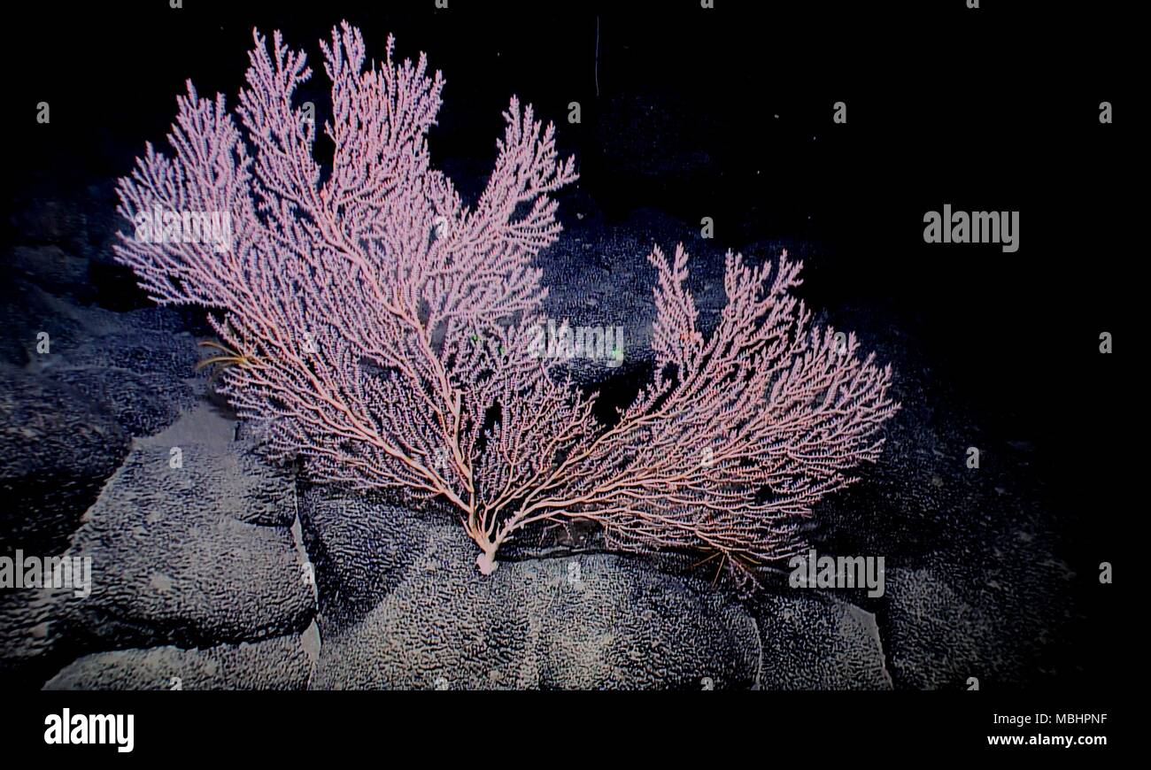 An Bord Kexue. 8 Apr, 2018. Foto am 8. April, 2018 zeigt die Korallen auf Magellan Seamounts im Westpazifik. Chinesische Wissenschaftler an Bord des Forschungsschiffes Kexue, oder "Wissenschaft" im wahrsten Sinne des Wortes, die Forschung über die Magellan Seamounts im Westpazifik. Credit: Zhang Jiansong/Xinhua/Alamy leben Nachrichten Stockfoto