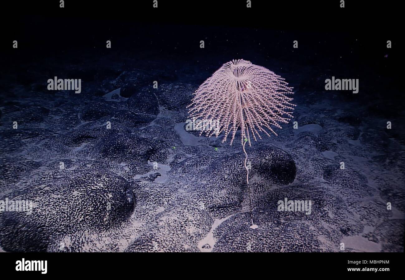 An Bord Kexue. 8 Apr, 2018. Foto am 8. April, 2018 zeigt die Korallen in Magellan Seamounts im Westpazifik. Chinesische Wissenschaftler an Bord des Forschungsschiffes Kexue, oder "Wissenschaft" im wahrsten Sinne des Wortes, die Forschung über die Magellan Seamounts im Westpazifik. Credit: Zhang Jiansong/Xinhua/Alamy leben Nachrichten Stockfoto