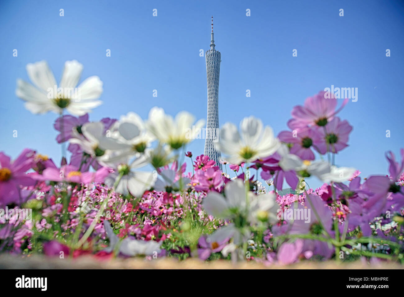 (180411) - Guangzhou, 11. April 2018 (Xinhua) - Foto am 8. April, 2018 zeigt die Ansicht des Kantons Turm mit Blumen an haixinsha Park in Guangzhou, der Hauptstadt der Provinz Guangdong im Süden Chinas. (Xinhua / Cai Yang) (xzy) Stockfoto