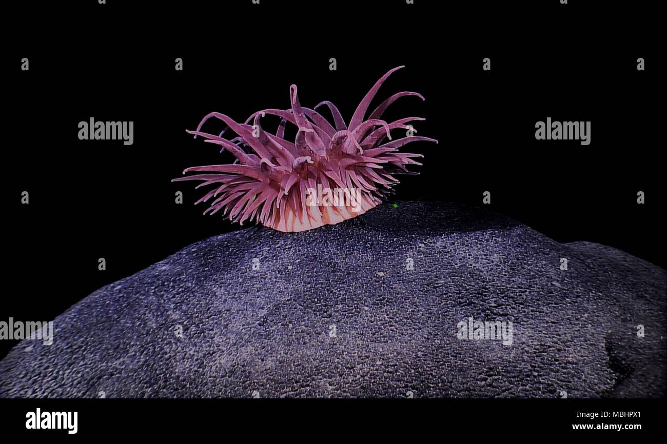 (180411) - AN BORD KEXUE, 11. April 2018 (Xinhua) - Foto am 8. April, 2018 zeigt die Seeanemone auf Magellan Seamounts im Westpazifik. Chinesische Wissenschaftler an Bord des Forschungsschiffes Kexue, oder "Wissenschaft" im wahrsten Sinne des Wortes, die Forschung über die Magellan Seamounts im Westpazifik. (Xinhua / Zhang Jiansong) (zkr) Stockfoto