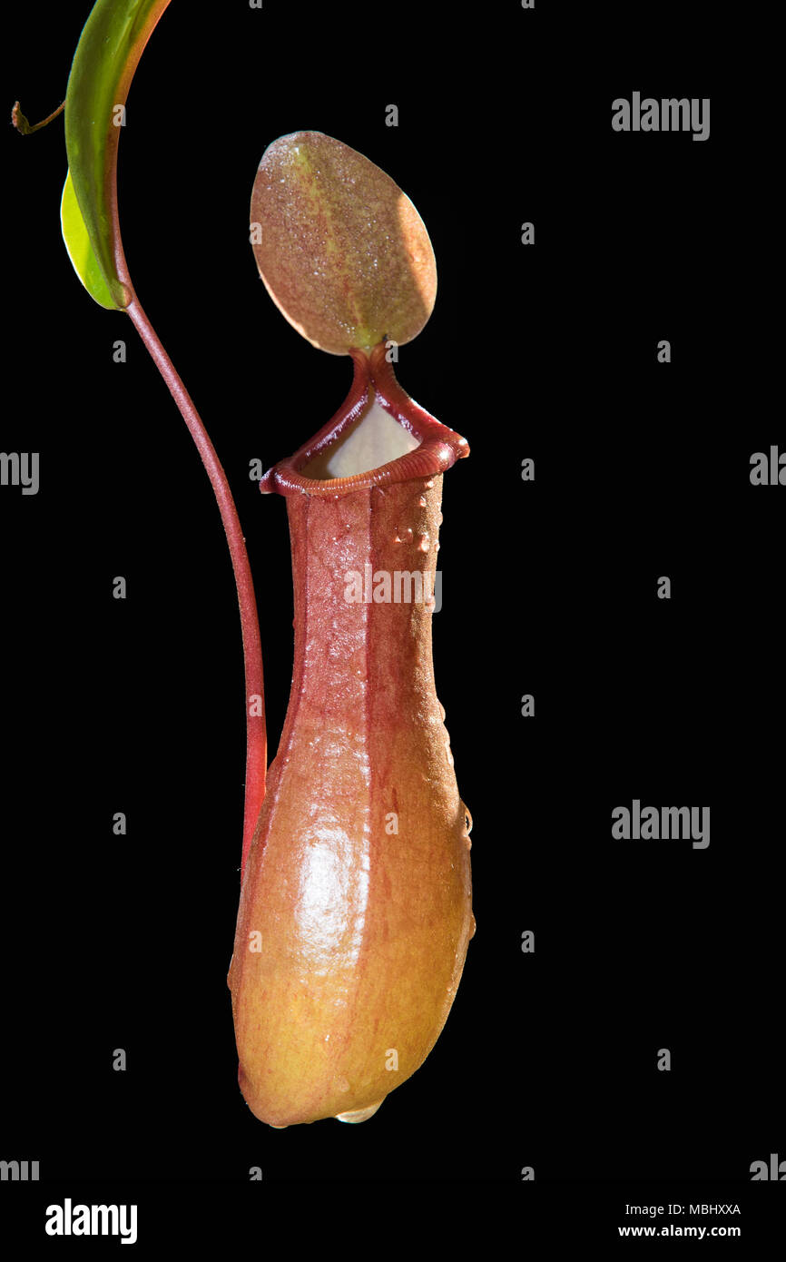 Tropischen Kannenpflanze (nepenthes Alata) Stockfoto