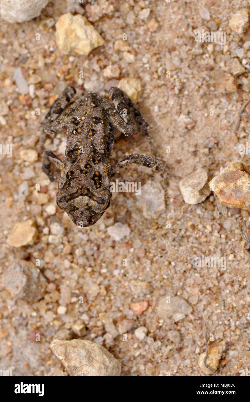 Stockkröte Kinder sitzen auf Kies Foto von oben, Townsville Stadt gemeinsame Conservation Park, Pallarenda, QLD, Australien Stockfoto