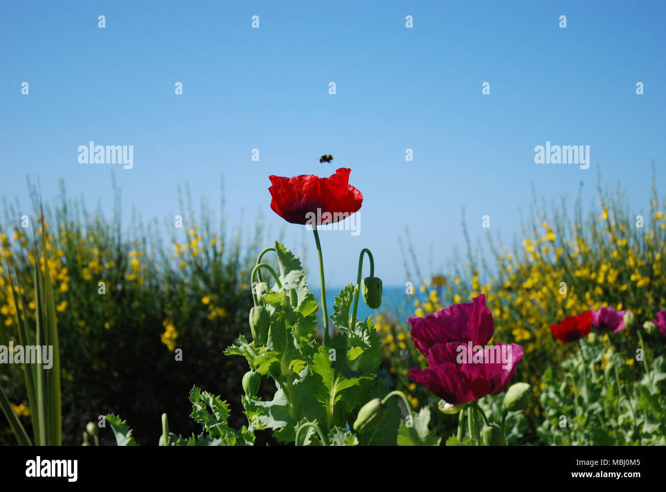 Eine Biene den Mauszeiger über einen roten/crimson Mohn mit anderen Purpur und Scharlach/crimson Poppies mit Blick auf das Meer im Hintergrund mit blauer Himmel Stockfoto