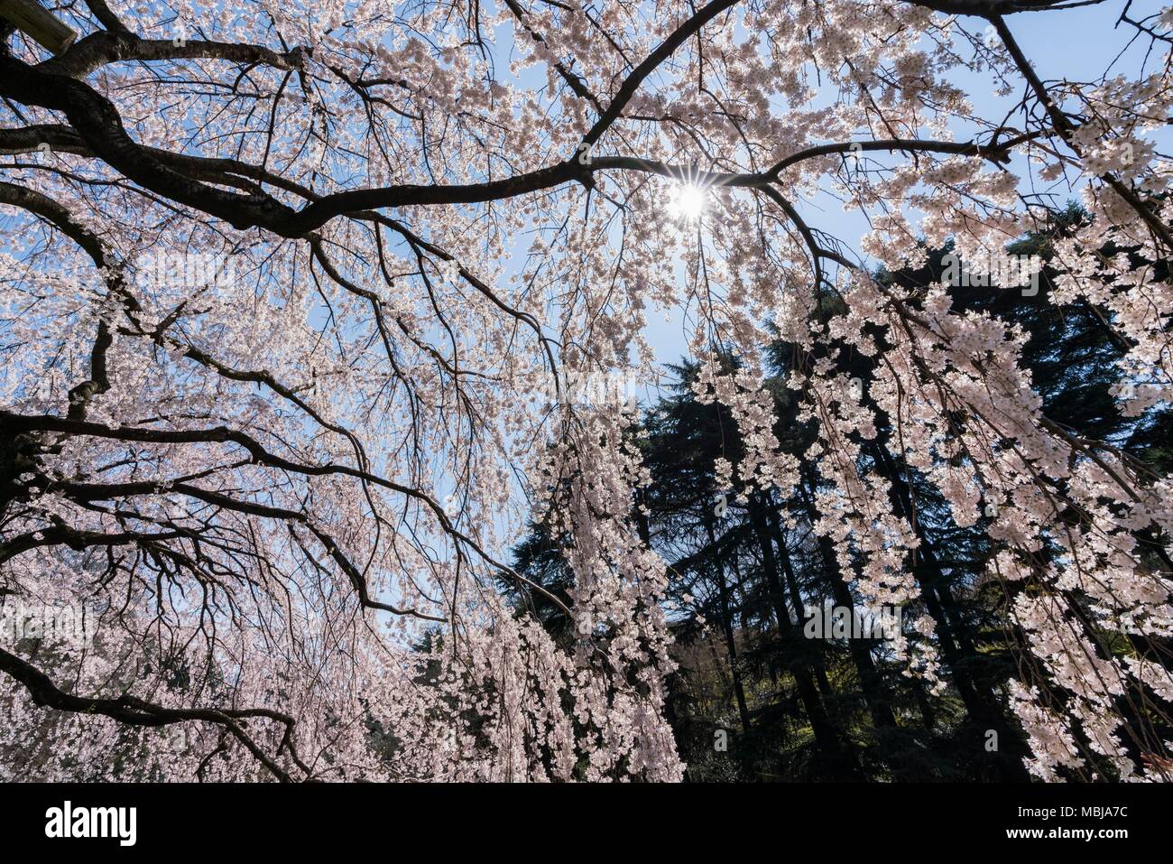 Shinjuku, Tokyo, Japan. 25. März, 2018. Kirschblüten in voller Blüte in Shinjuku Gyoen. Stockfoto