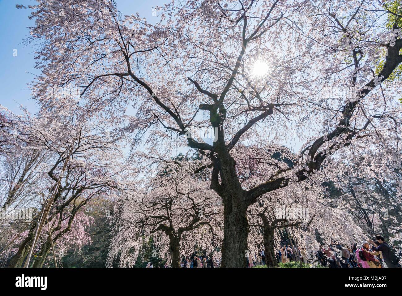 Shinjuku, Tokyo, Japan. 25. März, 2018. Kirschblüten in voller Blüte in Shinjuku Gyoen. Stockfoto