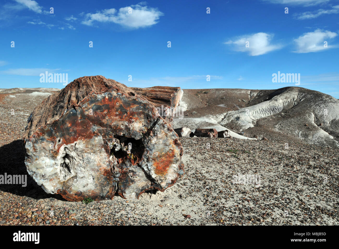 Bunte Stücken von versteinertem (fossile) Holz dot die karge Landschaft im Petrified Forest National Park im nordöstlichen Arizona. Stockfoto