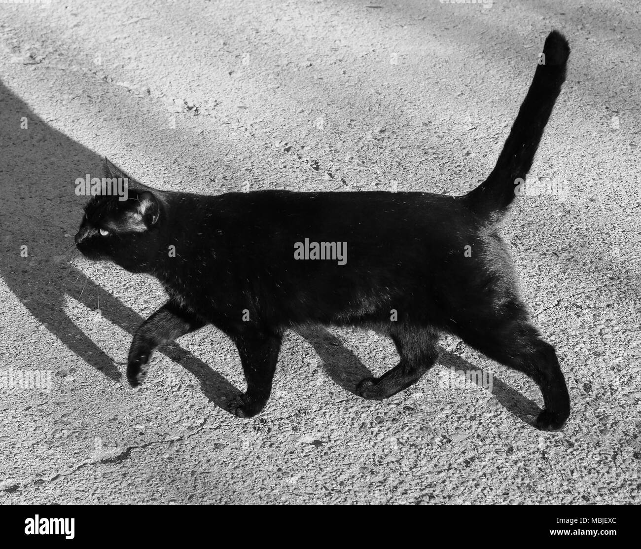 Schwarze Katze in Schwarz und Weiß Stockfoto