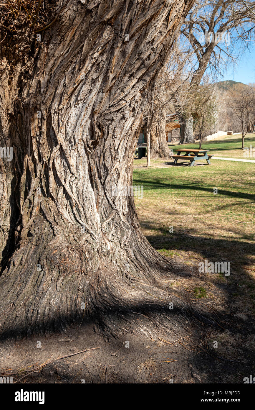 Grob strukturierte Rinde auf alten Pappel (Populus canescens); Riverside Park; Salida, Colorado, USA Stockfoto