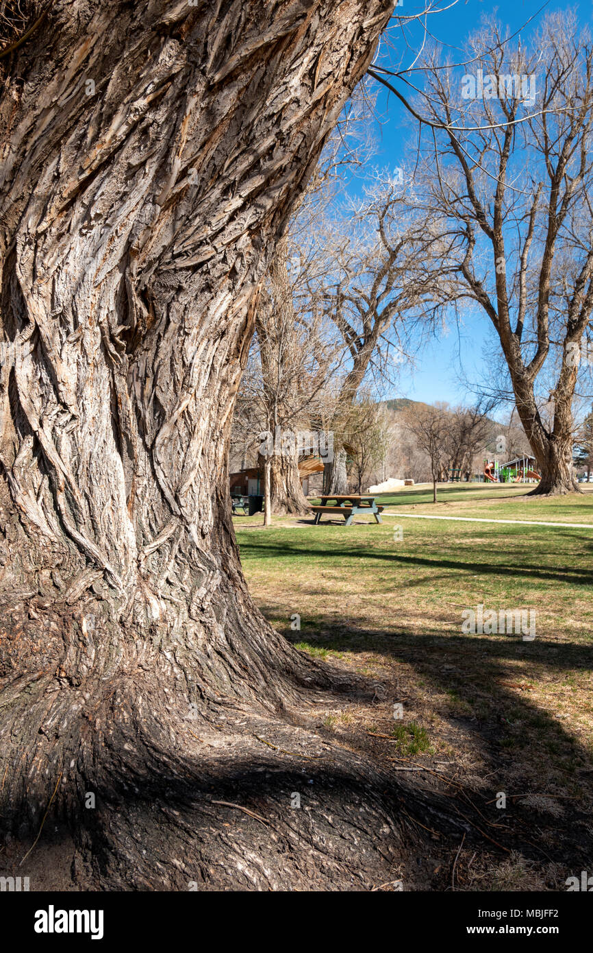 Grob strukturierte Rinde auf alten Pappel (Populus canescens); Riverside Park; Salida, Colorado, USA Stockfoto