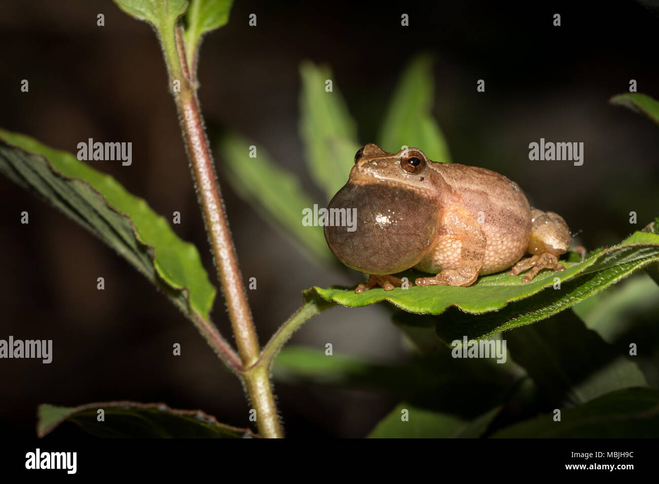 Spring Peeper singen auf einem Blatt im Dunkeln Stockfoto