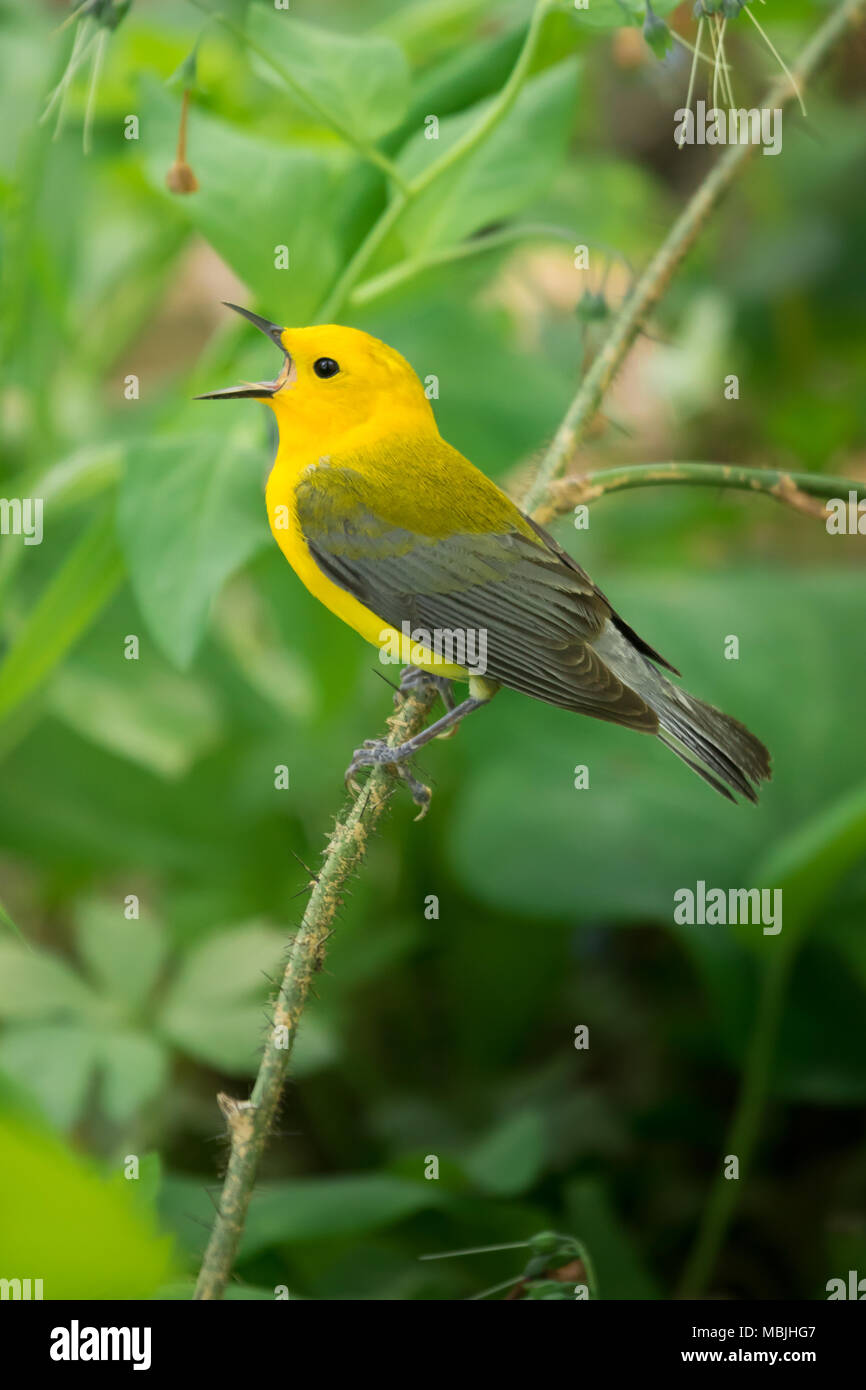Prothonotary Warbler singt Closeup mit grünem Hintergrund Stockfoto