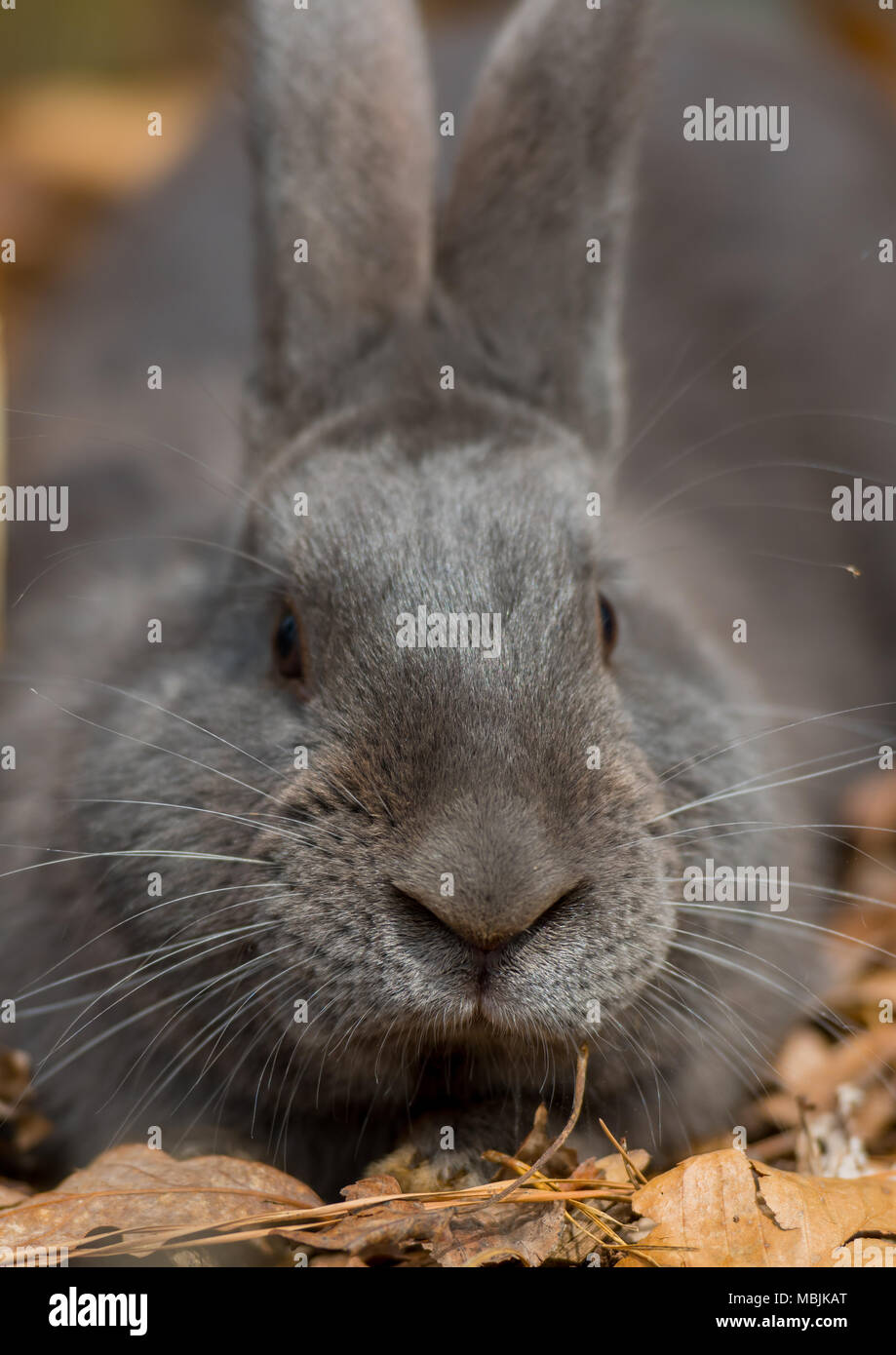 Dunkel Grau Kaninchen sieht auf Kamera, während in den Blättern sitzen Stockfoto