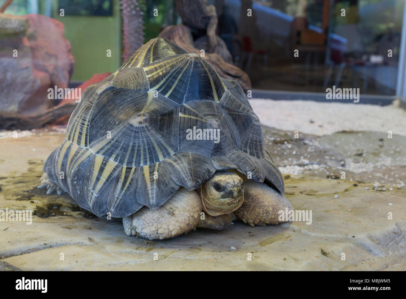 Slow Poke Stockfoto