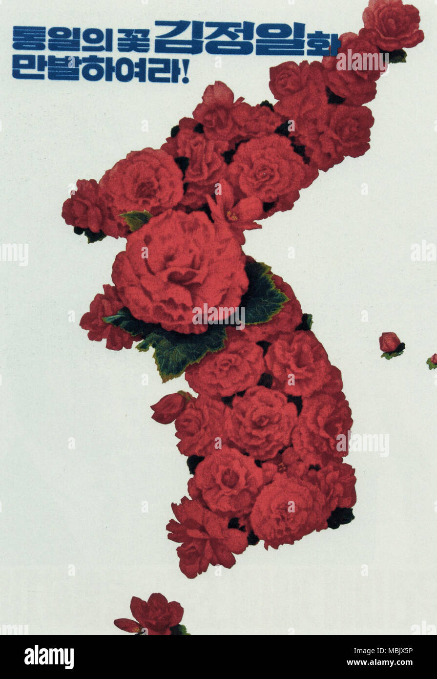 Kimjongilia, Blume der Wiedervereinigung, kann sie Voll Bloom! Stockfoto