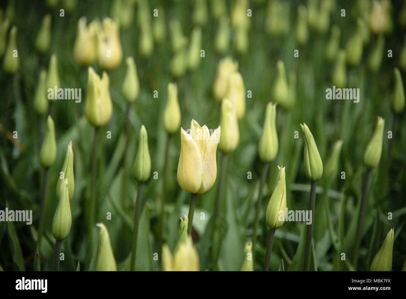 Bereich der blass gelbe Tulpen Stockfoto
