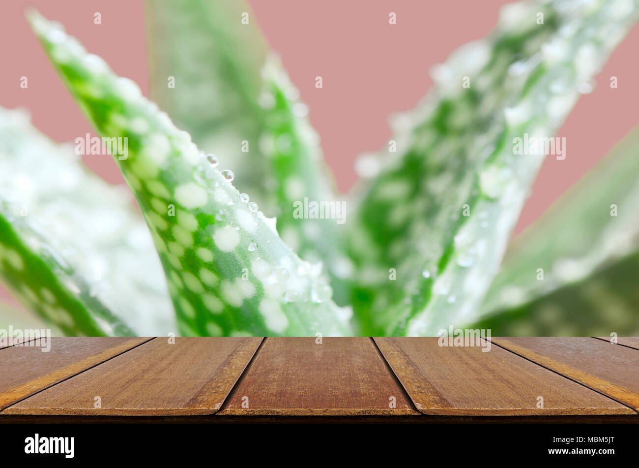 Aloe Vera Blätter mit Wassertropfen auf rosa Hintergrund und Holz Tisch. Stockfoto