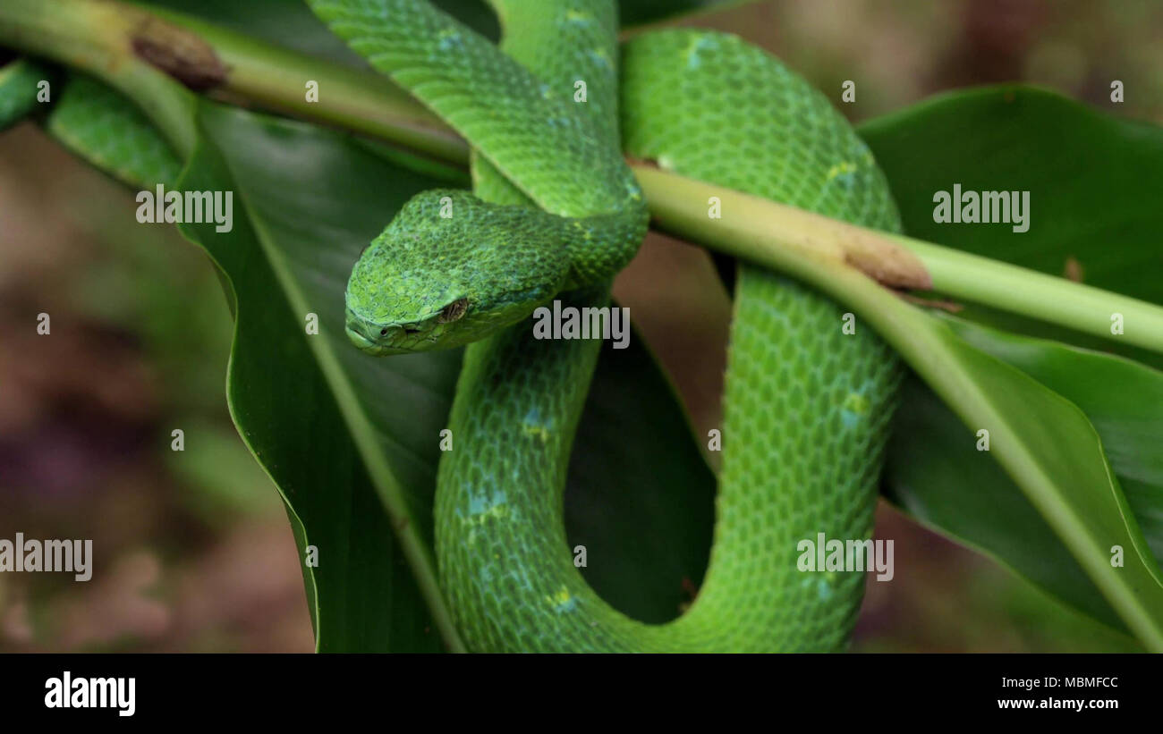 Grüne Schlange auf einem Zweig Stockfoto