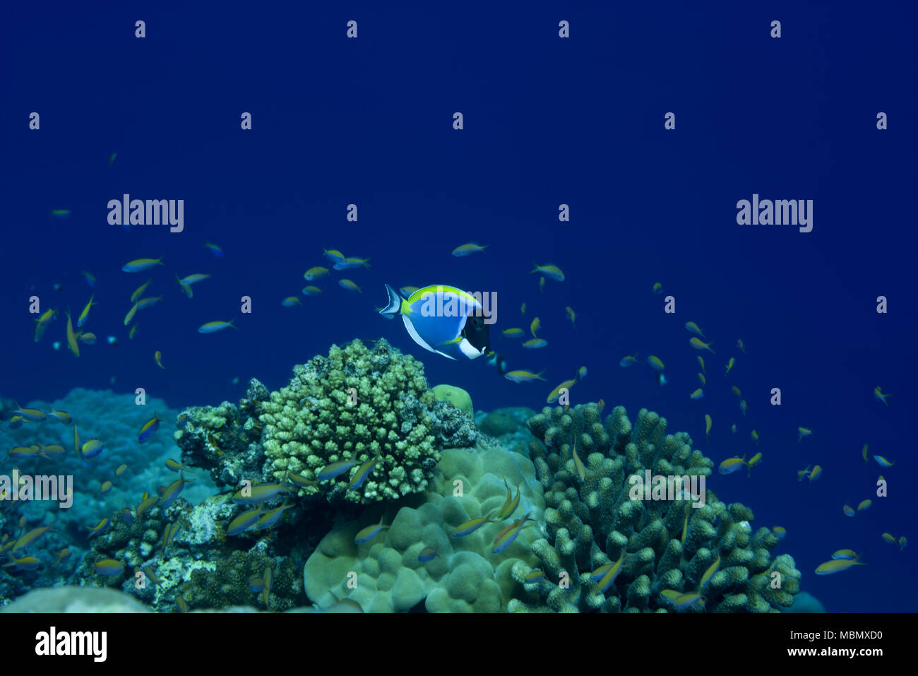 Powder Blue Tang (Acanthurus leucosternon) Schwimmen über Coral Reef Stockfoto