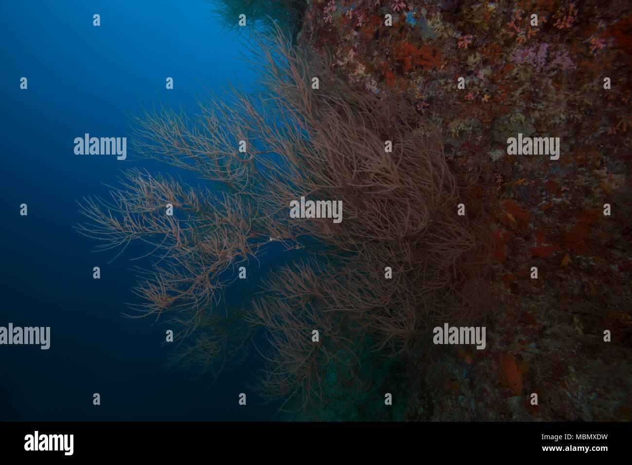 Schwarze Korallen (Antipathes dichotoma) Stockfoto