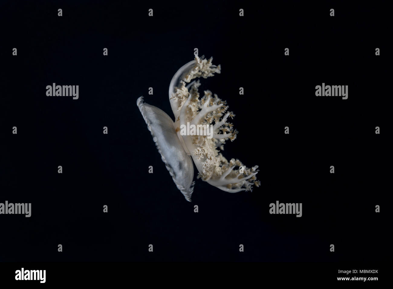 Kopfüber Quallen (Cassiopea Andromeda) in der Nacht Stockfoto