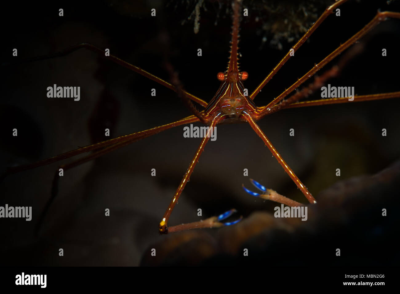 Yellowline Pfeil Crab (Stenorhyncus Seticornis) auf das Riff in Bonaire, Niederländische Antillen Stockfoto