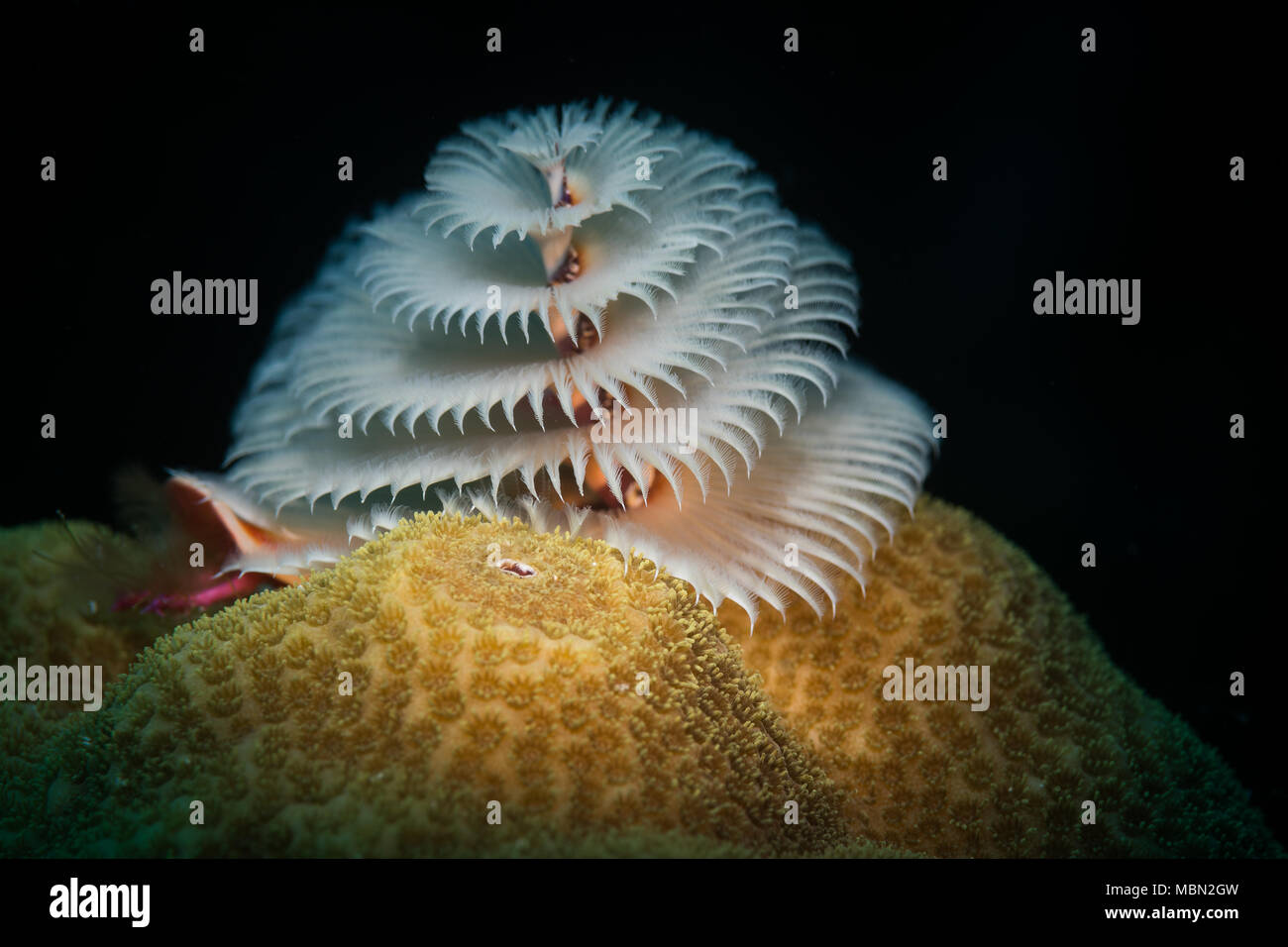 White Christmas Tree worm (Spirobranchus giganteus) auf dem Riff in Bonaire, Niederländische Antillen Stockfoto