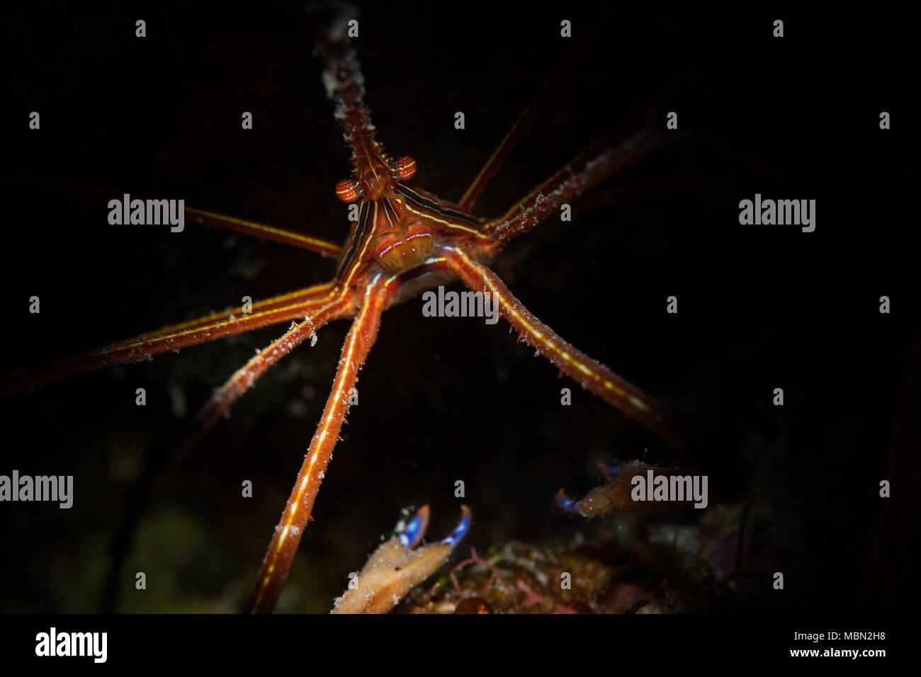 Yellowline Pfeil Crab (Stenorhyncus Seticornis) auf das Riff in Bonaire, Niederländische Antillen Stockfoto