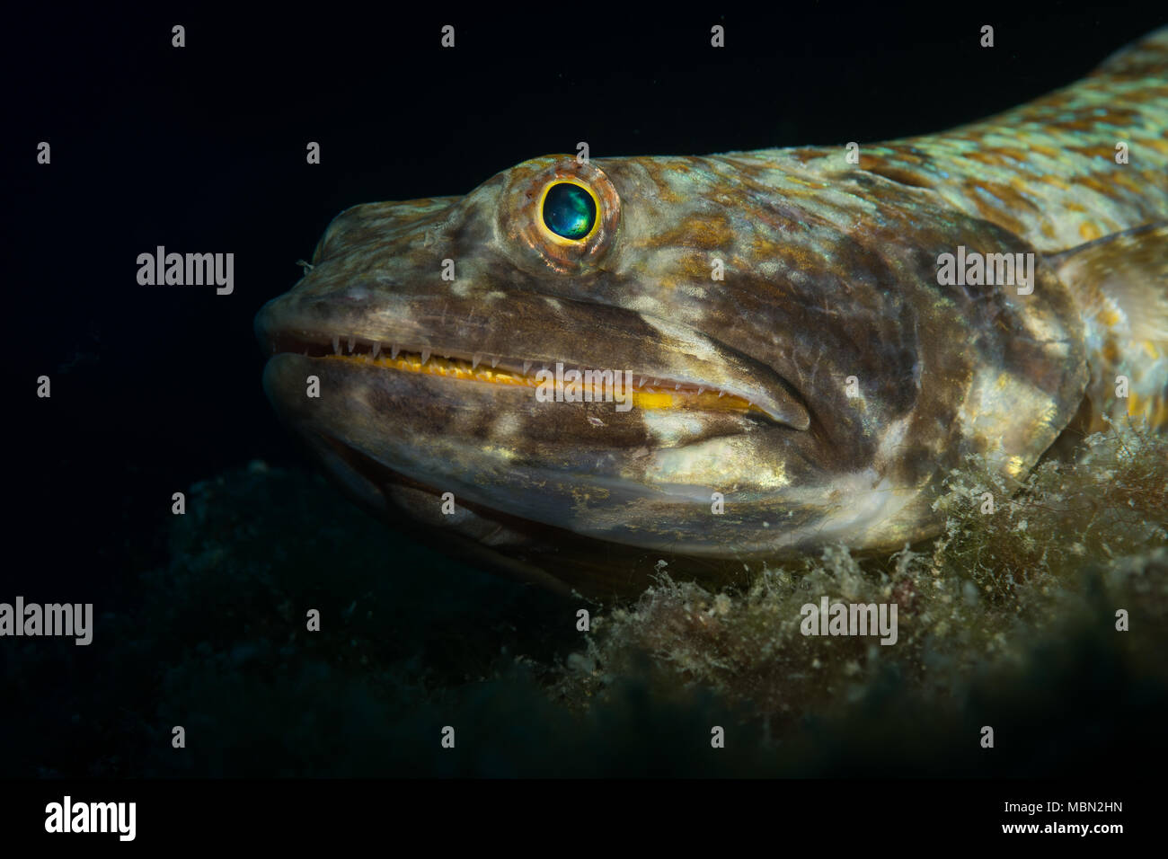 (Lizardfishes Synodontidae) auf das Riff in Bonaire, Niederländische Antillen Stockfoto