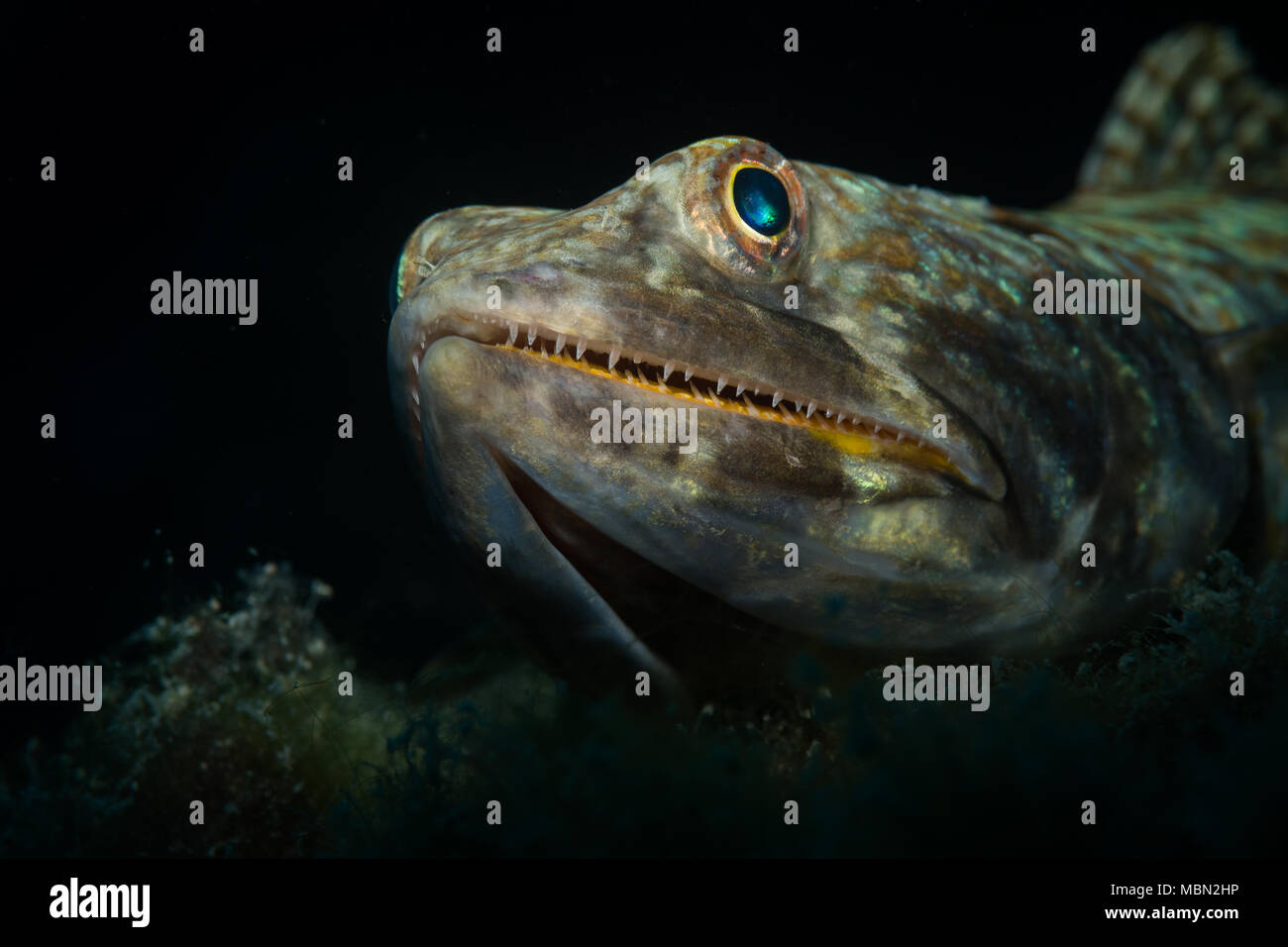 (Lizardfishes Synodontidae) auf das Riff in Bonaire, Niederländische Antillen Stockfoto