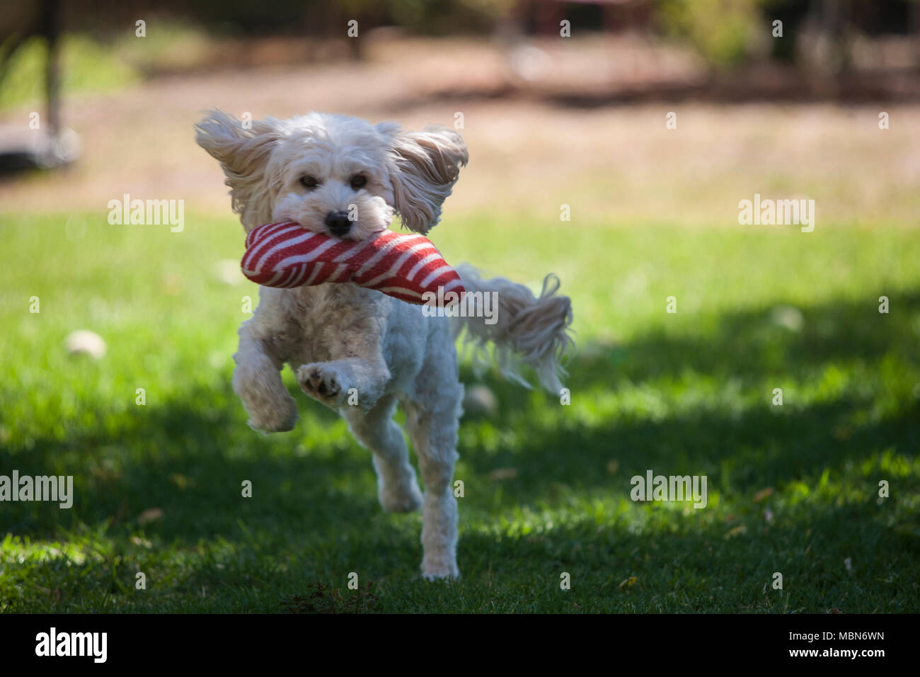 Weiß Spoodle läuft mit Weihnachten Spielzeug Knochen im Mund Stockfoto